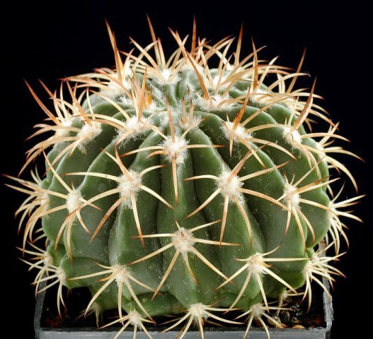Melocactus_loboguereroi